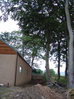  beech tree needs to go as in way of shed extension